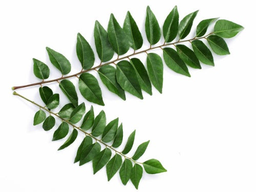 Fresh Curry Leaves Bunch